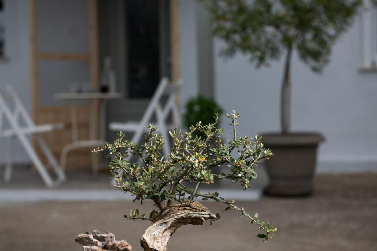 Agrikia Tis Vasilikis Apartment Ormilia ภายนอก รูปภาพ