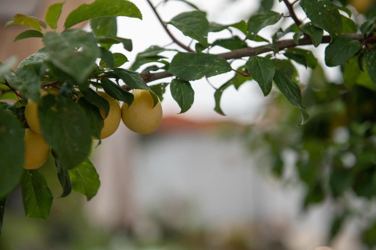 Agrikia Tis Vasilikis Apartment Ormilia ภายนอก รูปภาพ